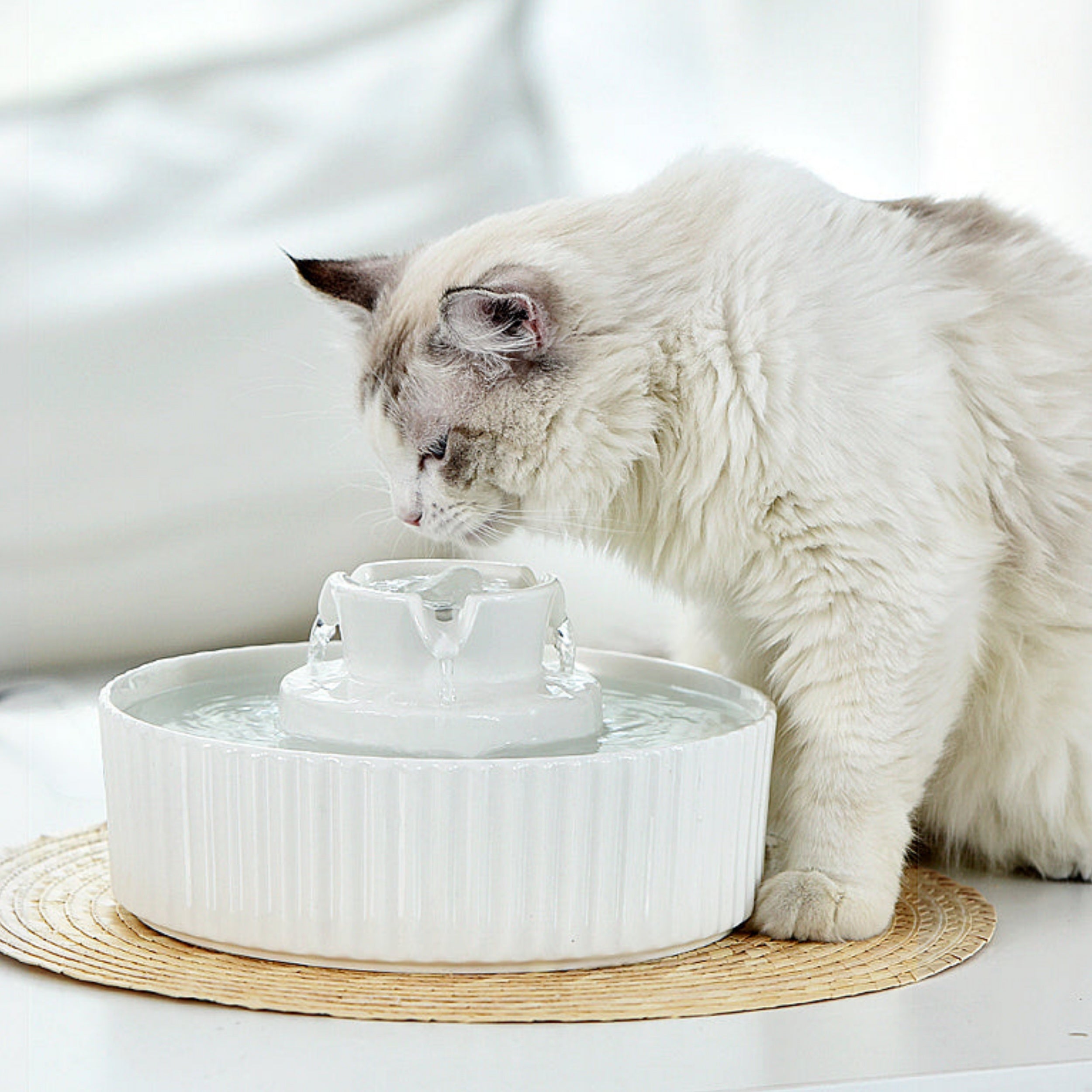 Stayin’ Hydrated: Keep Your Pet Fountain Happy (and Flowing)