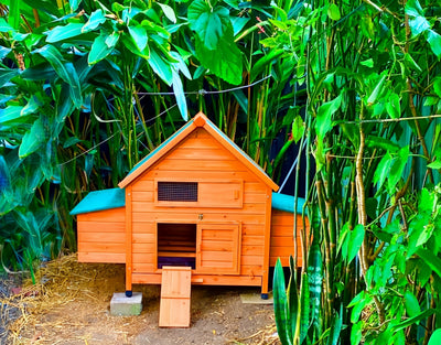 Outdoor Chicken Coop Maintenance: Keep Your Timber Coop Fresh, Safe &amp; Long-Lasting (Without the Drama)