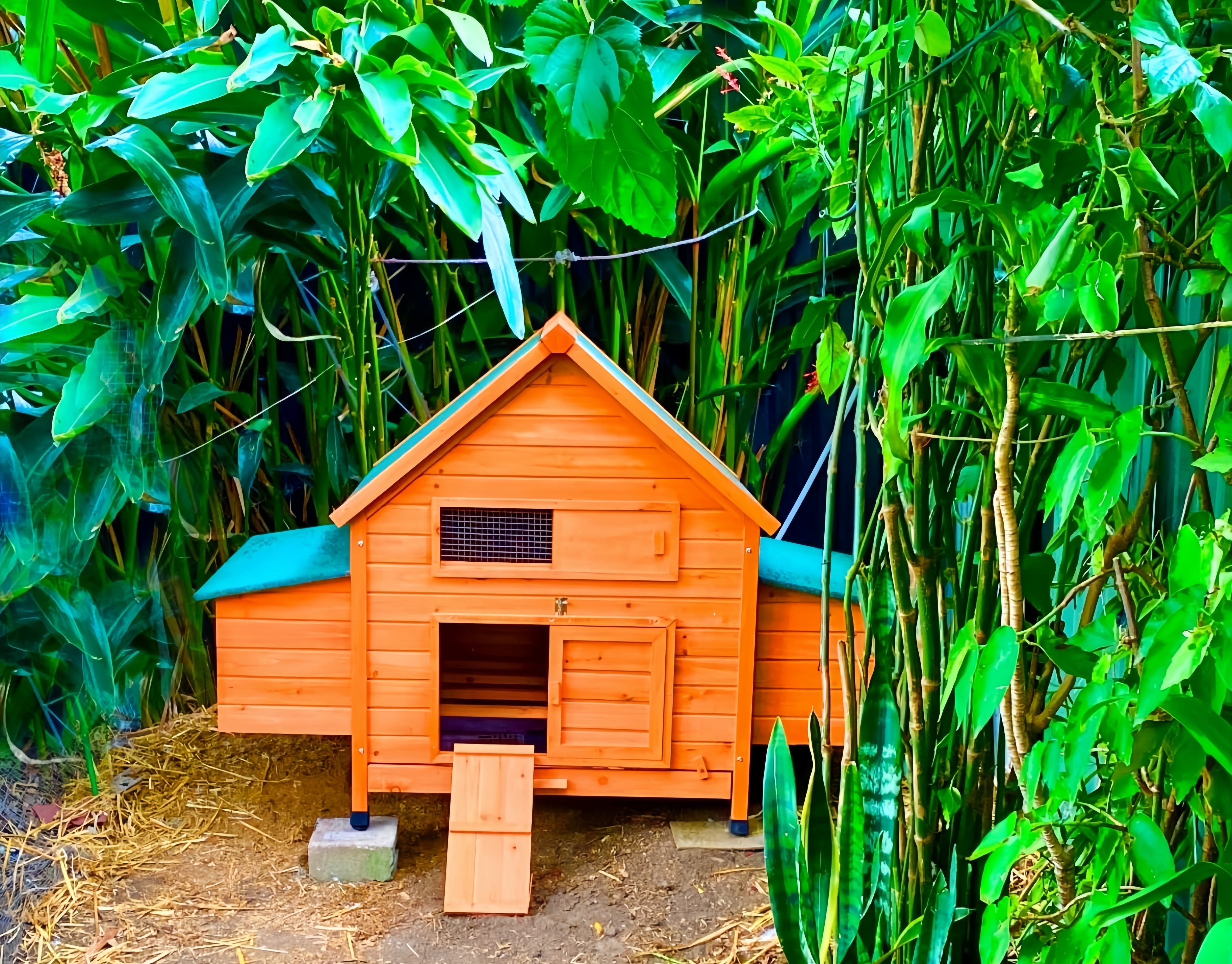 Outdoor Chicken Coop Maintenance: Keep Your Timber Coop Fresh, Safe &amp; Long-Lasting (Without the Drama)