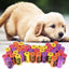 630 X Dog Puppy Poop Waste Disposable Rainbow Bags