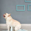 YES4PETS Medium Portable Dog Potty Training Tray Pet Puppy Toilet Trays Loo Pad Mat